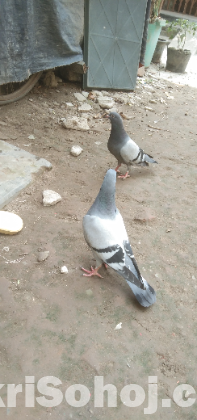 রেসার কবুতর